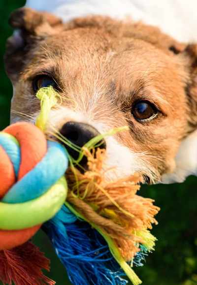 Durable  Puppy Toys and Tips for Puppy Teething