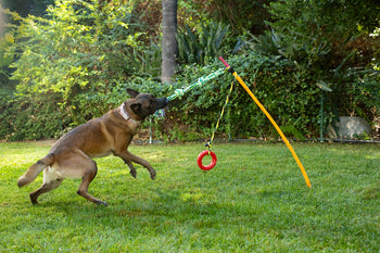 10 Fun Outdoor Games to Play With Your Dog This Summer