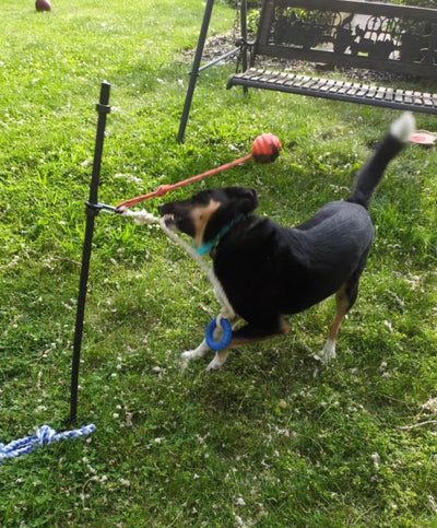 The Science Behind Dog Licking Understanding the Roots