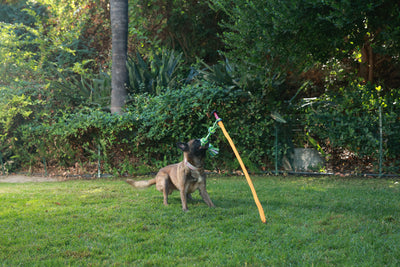 Why Dogs Chew Furniture and How Outdoor Tug Toys Help