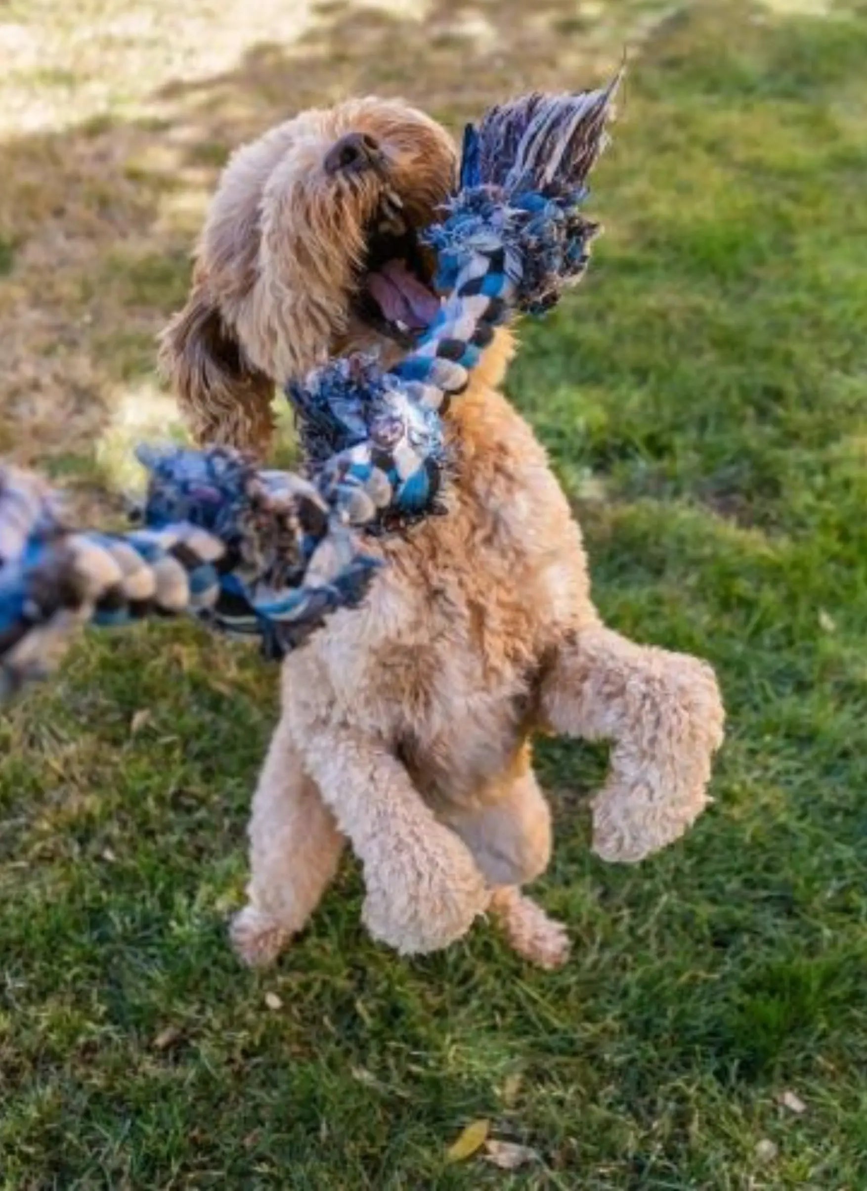 How to Extend Your Dog's Life: Why Gut Health is the Key to Longevity ...