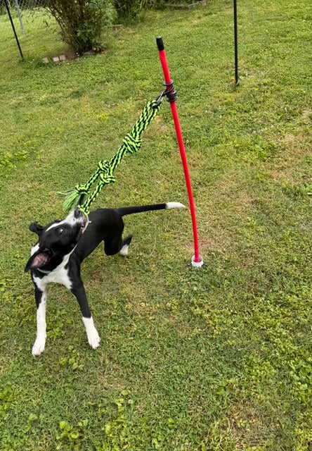 Outdoor Tug Pole Toy for High Energy Dogs Aggressive Chewers Big and S –  Valentino Pet