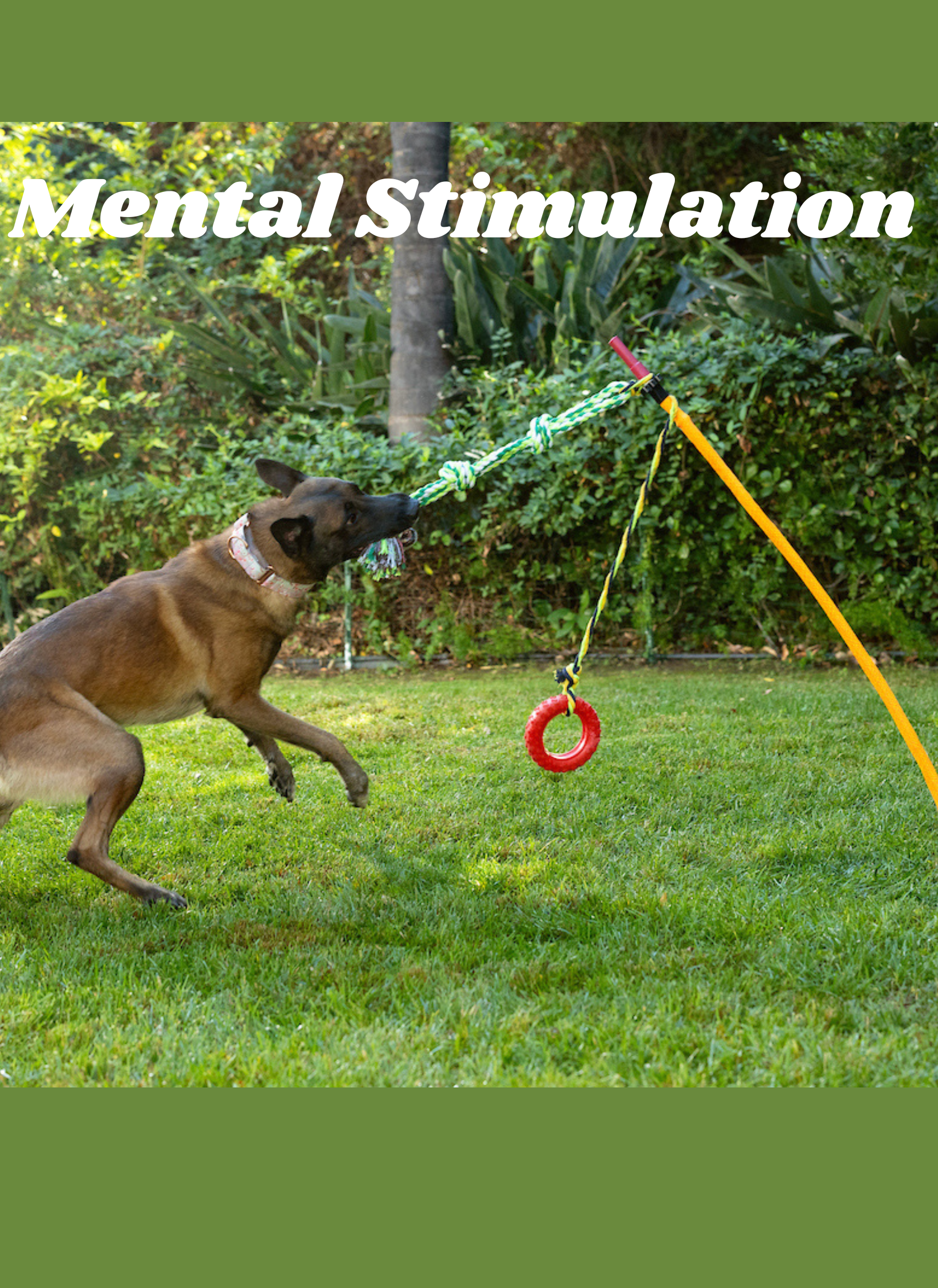 Dog playing with a rope toy in a garden.